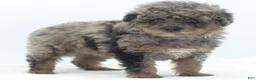 Toy Poodle dogs for sale: Smokey tricolor phantom  - Ad 9