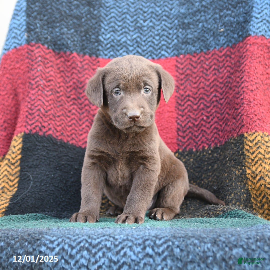 Labrador Retriever dogs for sale: Ranger - Ad 2