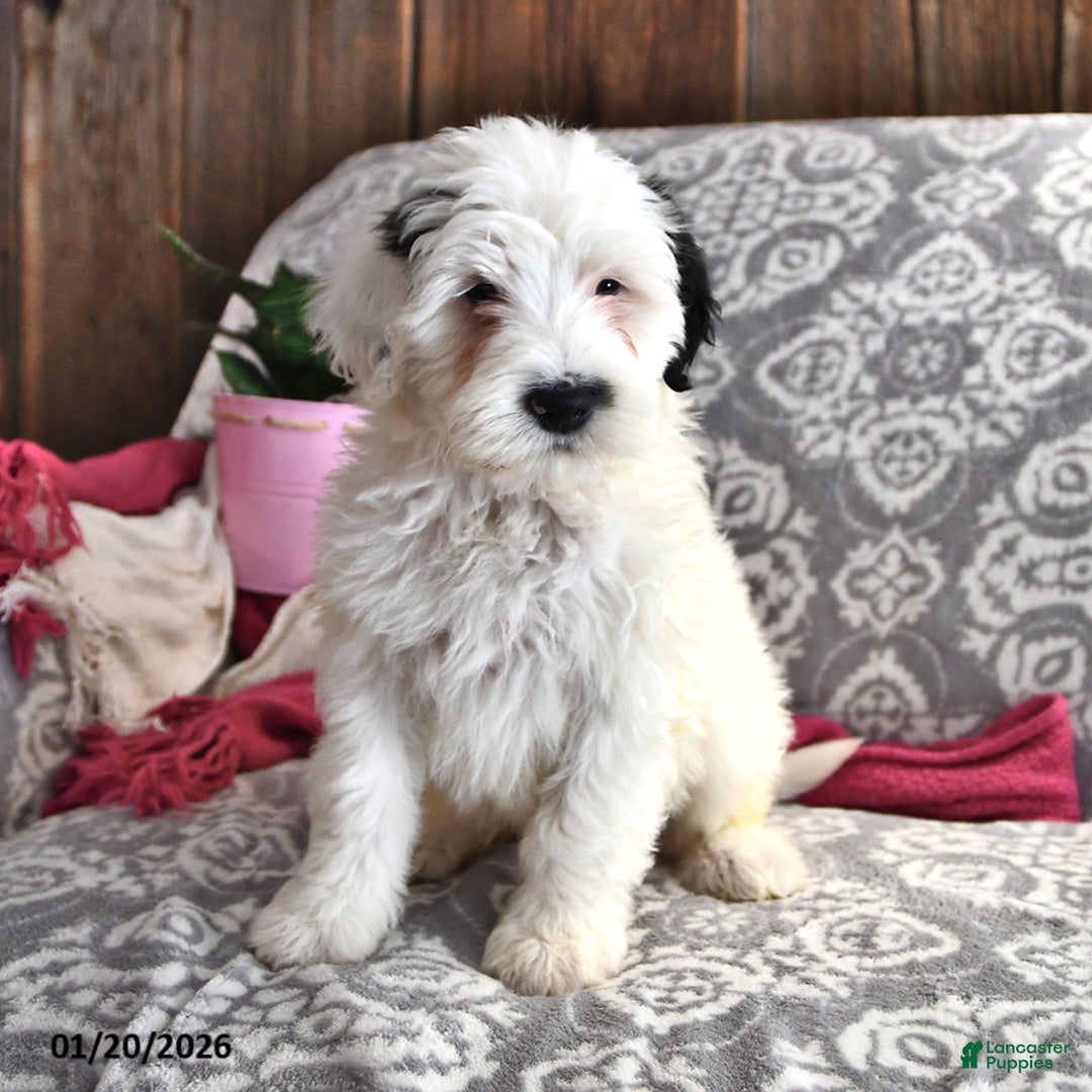 Portuguese Water Dog dogs for sale: Dream  - Ad 3
