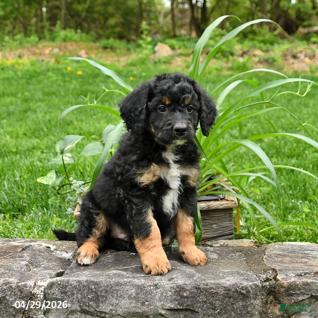 Bernedoodle dogs for sale: Lester - Ad 1
