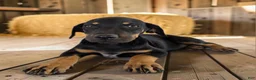 Catahoula Leopard Dog dogs for sale: Gypsie 2026 Female 4 - Ad 5