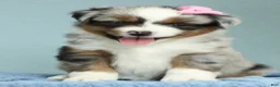 Miniature Australian Shepherd dogs for sale: Sage 🌿 - Ad 5