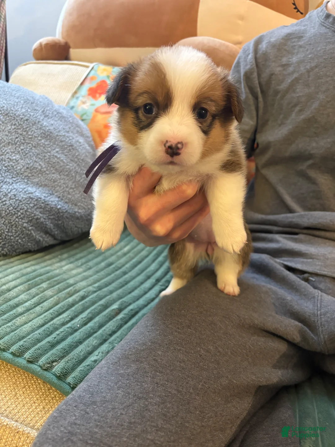Welsh Corgi Pembroke dogs for sale: Welsh Corgi Pembroke Puppy 4 - Ad 1