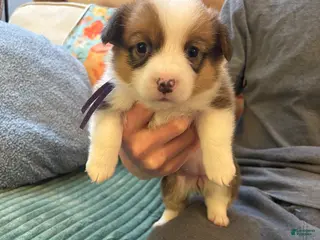 Welsh Corgi Pembroke dogs Welsh Corgi Pembroke Puppy 4 - Ad 36