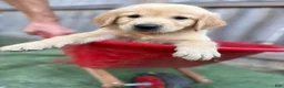 Golden Retriever dogs for sale: Prince Eric - Ad 2