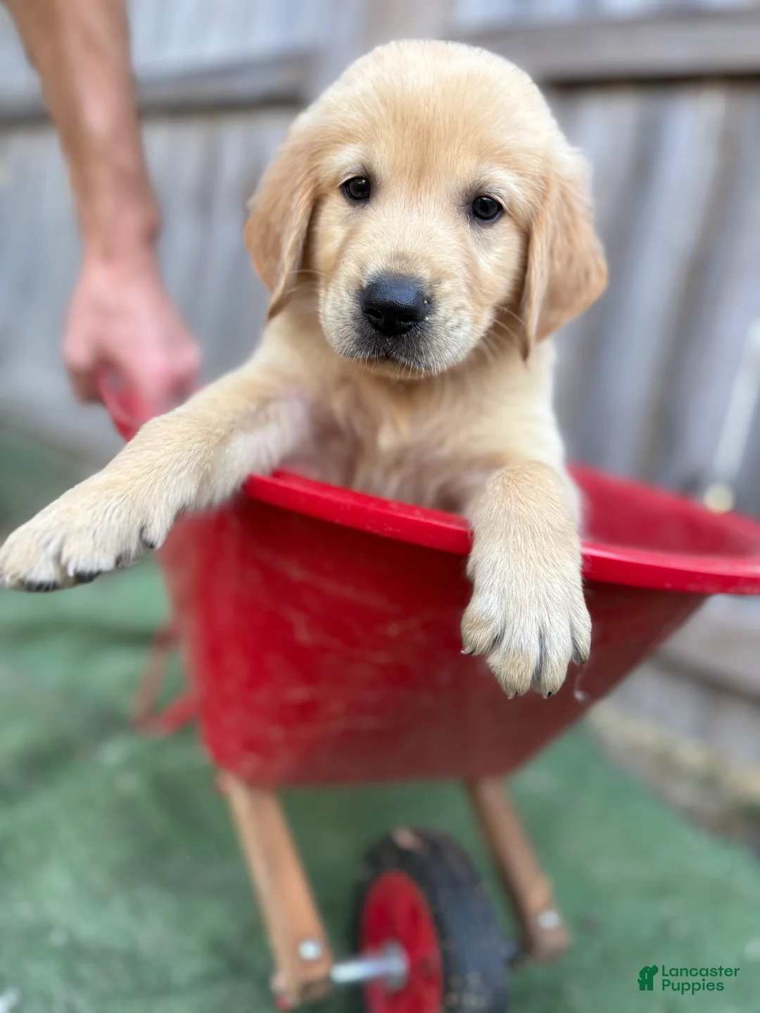 Golden Retriever dogs for sale: Prince Eric - Ad 2