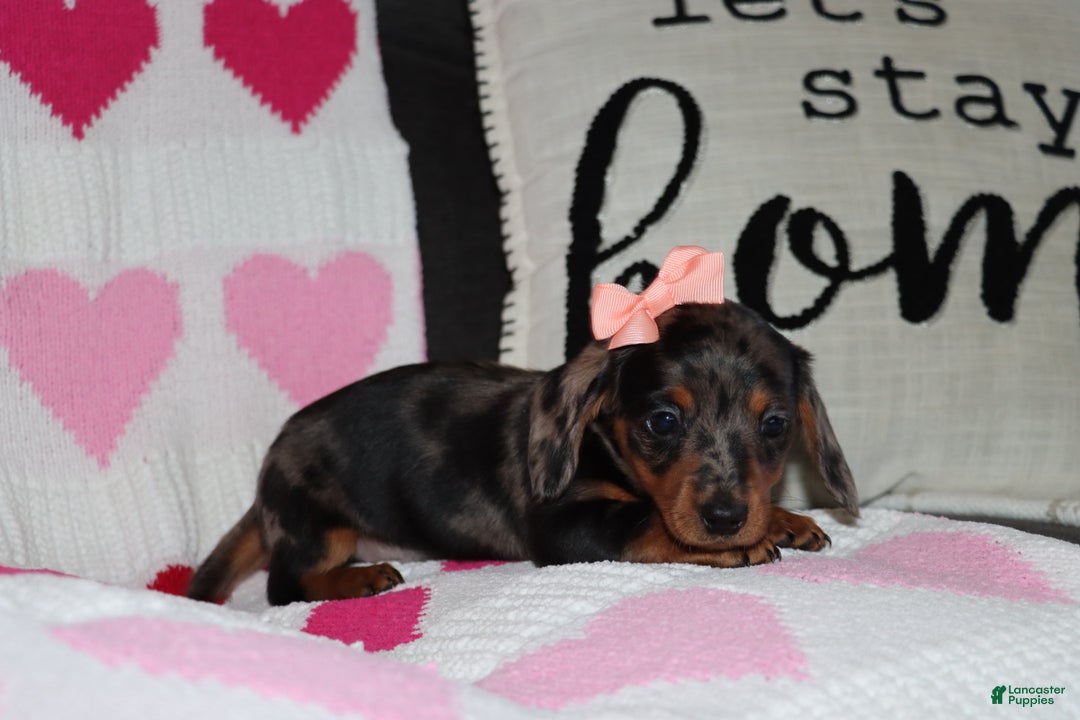 Miniature Dachshund dogs for sale: Mandie - Ad 2
