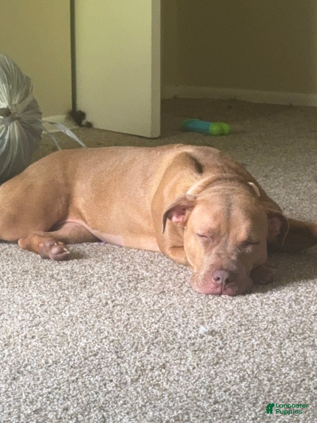 American Pit Bull Terrier Puppy for sale in Baltimore