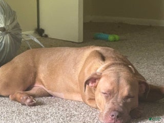 American Pit Bull Terrier dogs - Ad 12