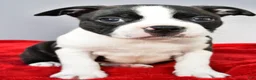 Boston Terrier dogs for sale: Kobe - Ad 4