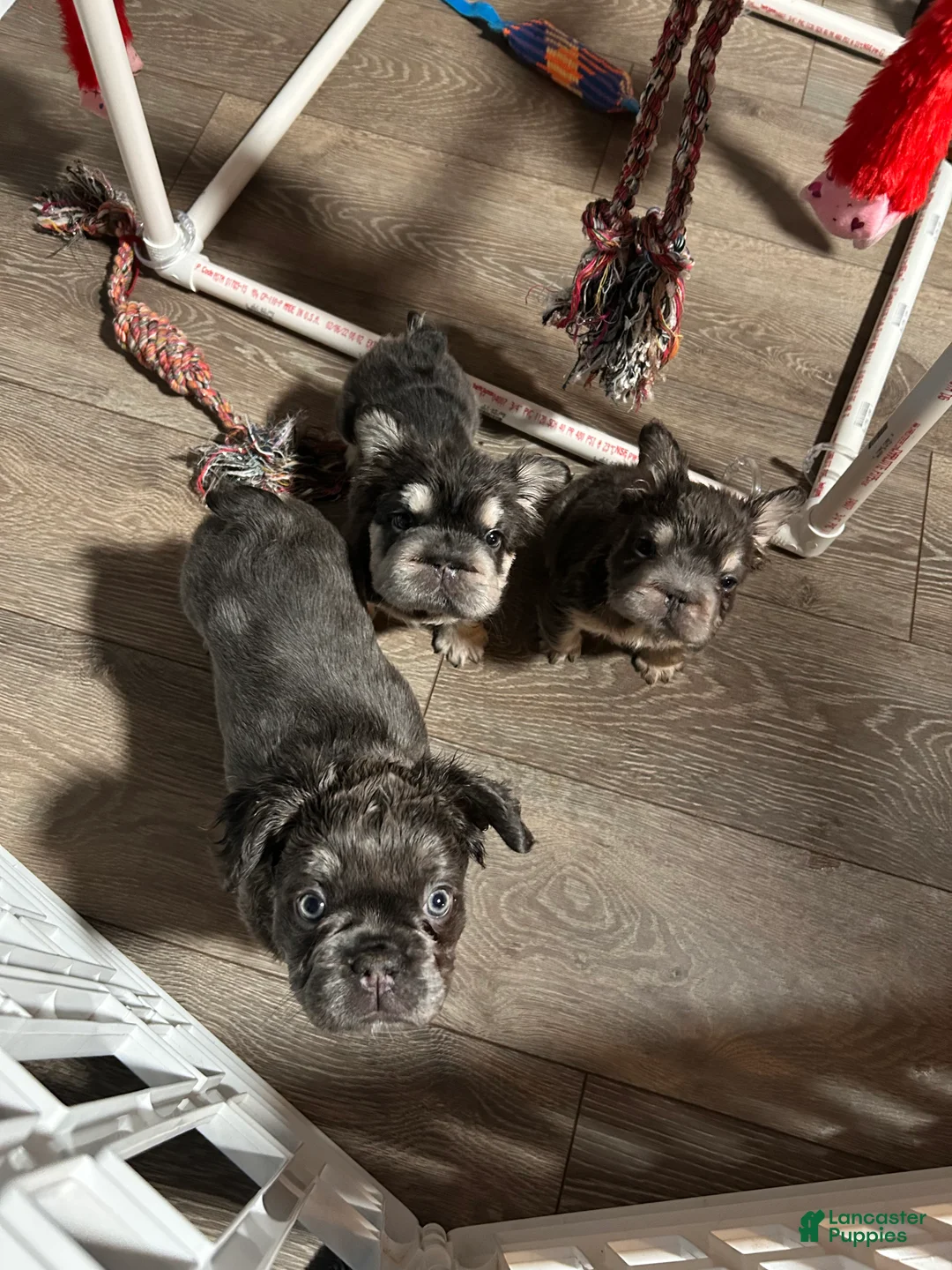 French Bulldog dogs for sale: Glow - Ad 2