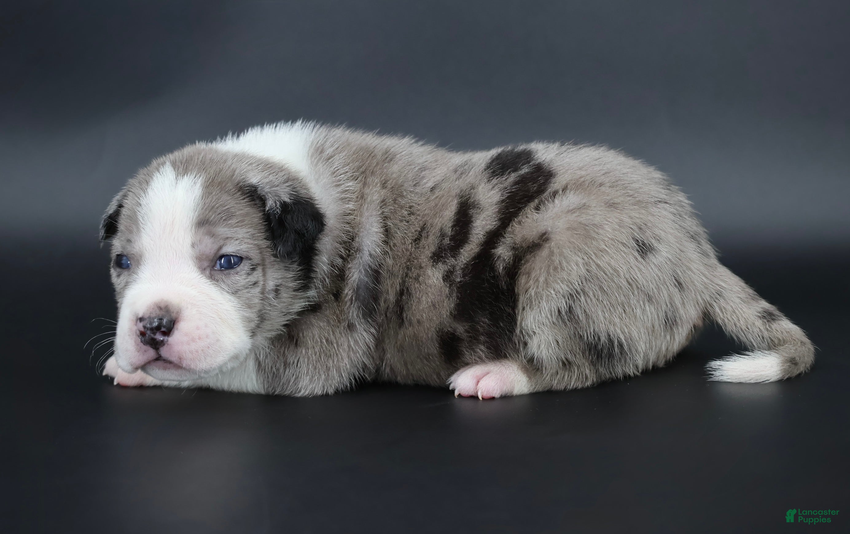 American Bully dogs Marshal - Ad 1