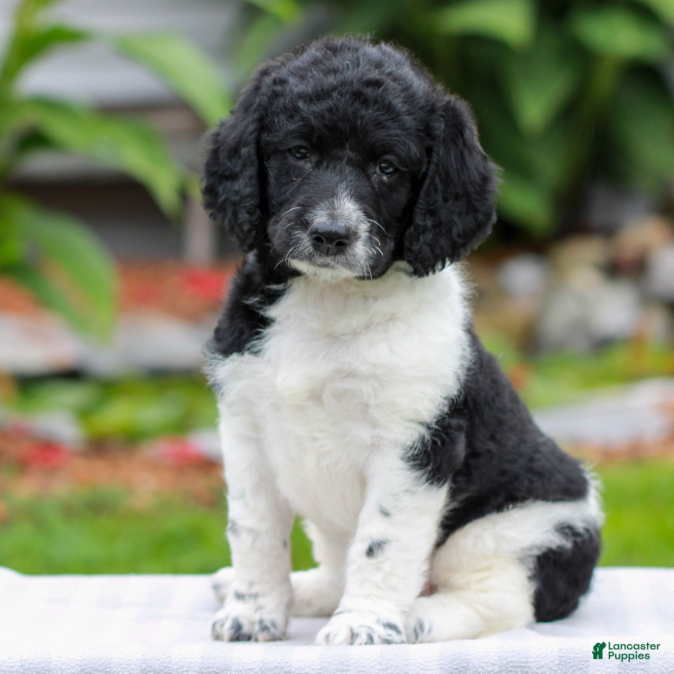 Miniature Labradoodle dogs Clara  - Ad 1