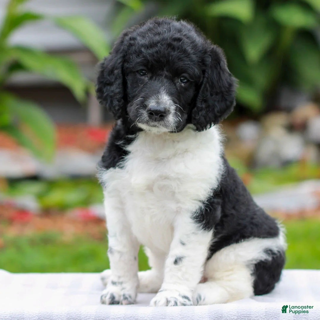 Miniature Labradoodle dogs for sale: Clara  - Ad 1