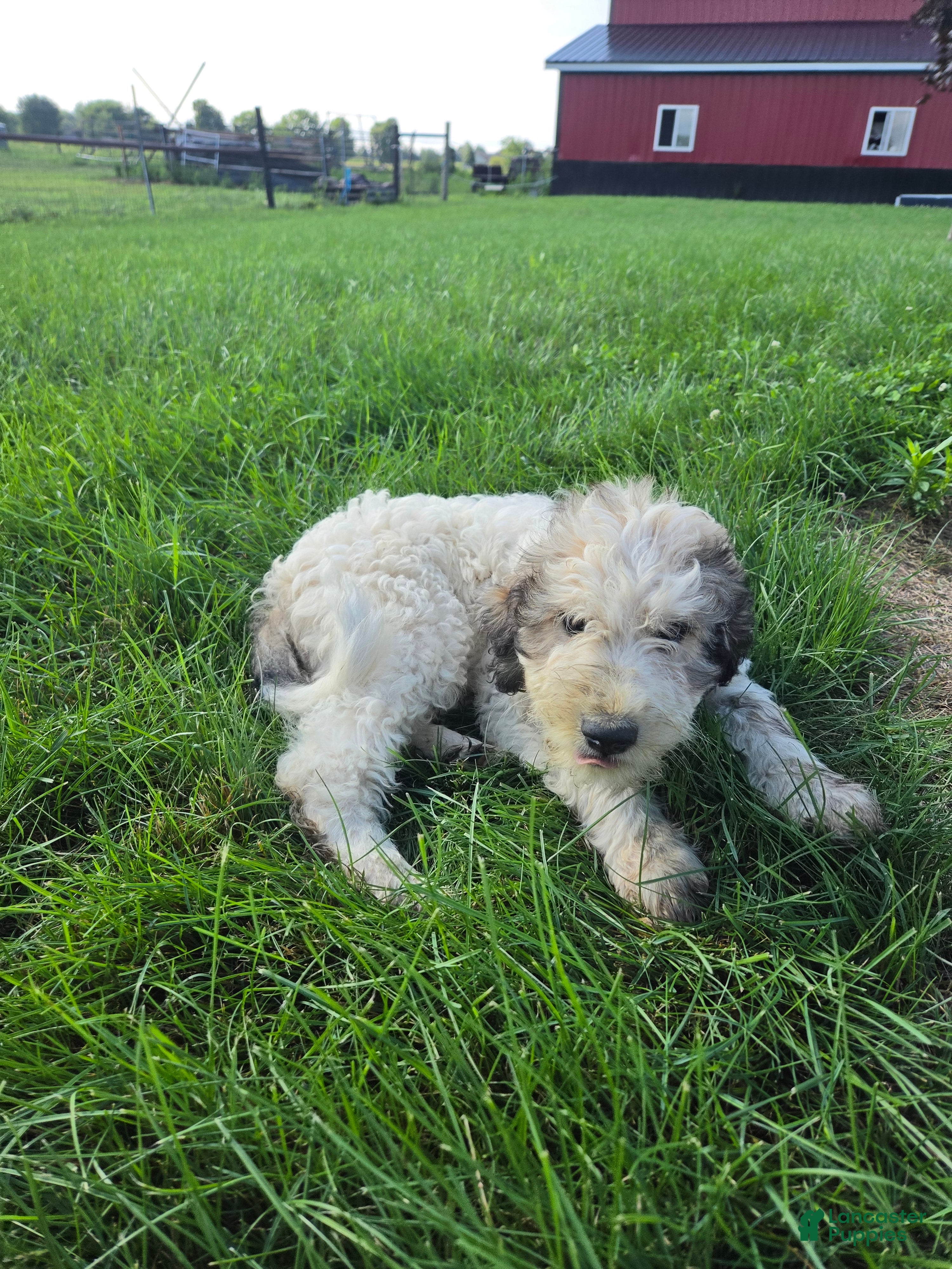 Mixed Breed dogs Dexter - Ad 2
