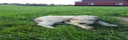 Mixed Breed dogs for sale: Dexter - Ad 2