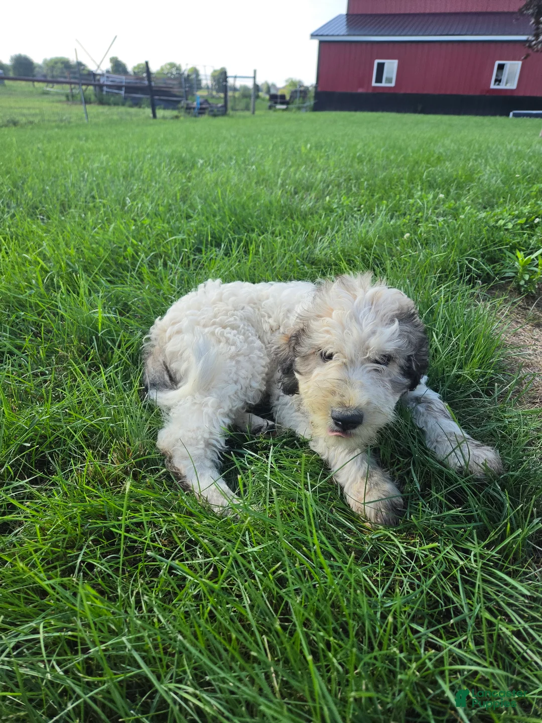 Mixed Breed dogs for sale: Dexter - Ad 2