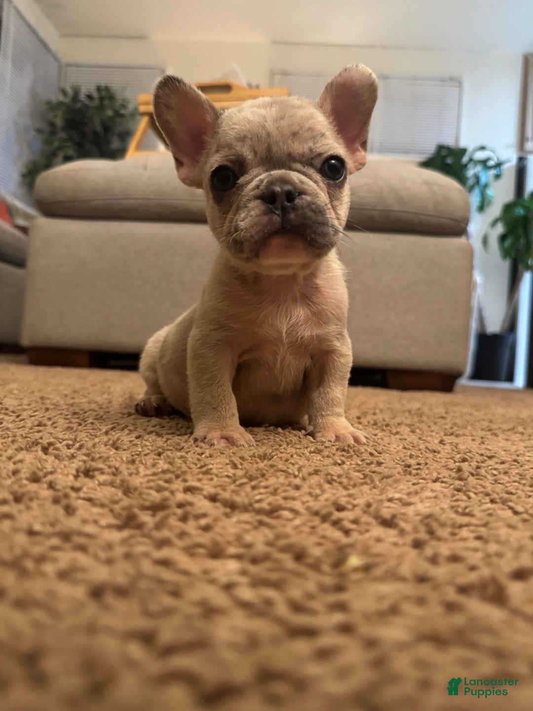 French Bulldog dogs for sale: French Bulldog Puppy 2 - Ad 3