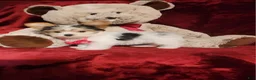 Yorkshire Terrier dogs for sale: CHANEL - Ad 4