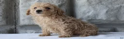 Bichpoo dogs for sale: Bonnie - Ad 6