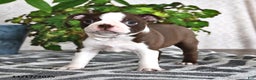 Boston Terrier dogs for sale: Regina - Ad 4