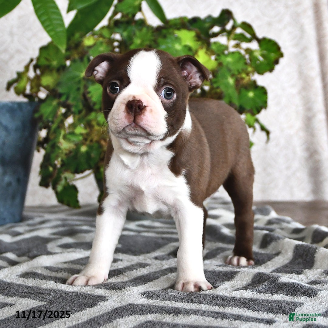 Boston Terrier dogs for sale: Regina - Ad 4