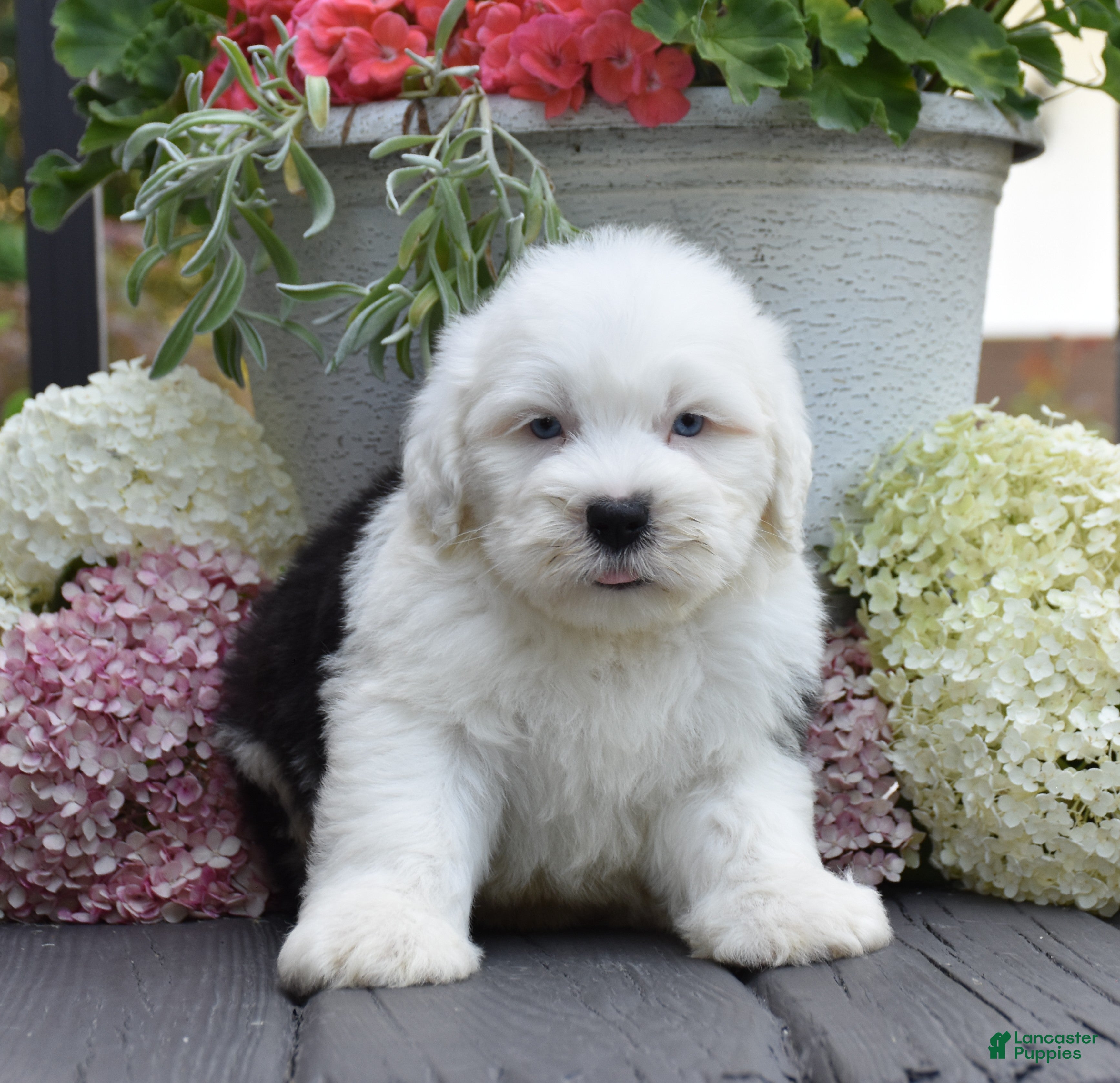 Old English Sheepdog dogs Kal - 2 Blue eye - Ad 2