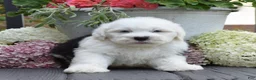 Old English Sheepdog dogs for sale: Kal - 2 Blue eye - Ad 2