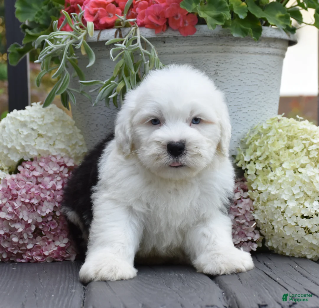 Old English Sheepdog dogs for sale: Kal - 2 Blue eye - Ad 2