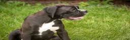 Boxer dogs for sale: Tucker - Ad 4