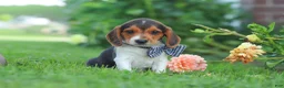 Beagle dogs for sale: Enzo - Ad 8