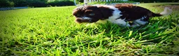 Havapoo dogs for sale: Bandit - Ad 7