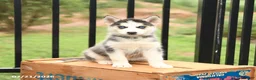 Siberian Husky dogs for sale: Bella   - Ad 2