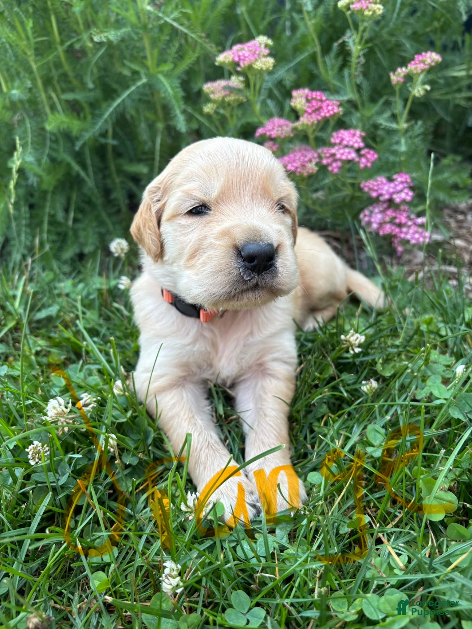 Golden Retriever dogs Golden Retriever 2 - Ad 1