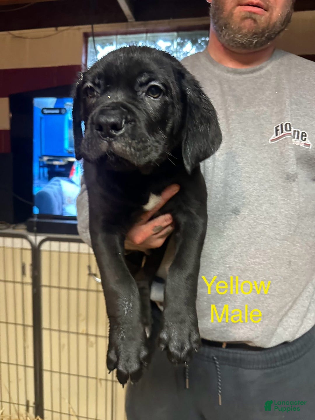 Cane Corso dogs for sale: Charlie - Ad 1