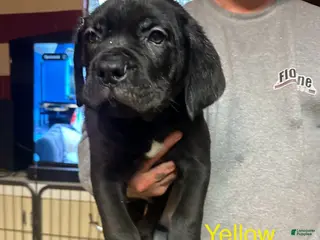 Cane Corso dogs Charlie - Ad 13