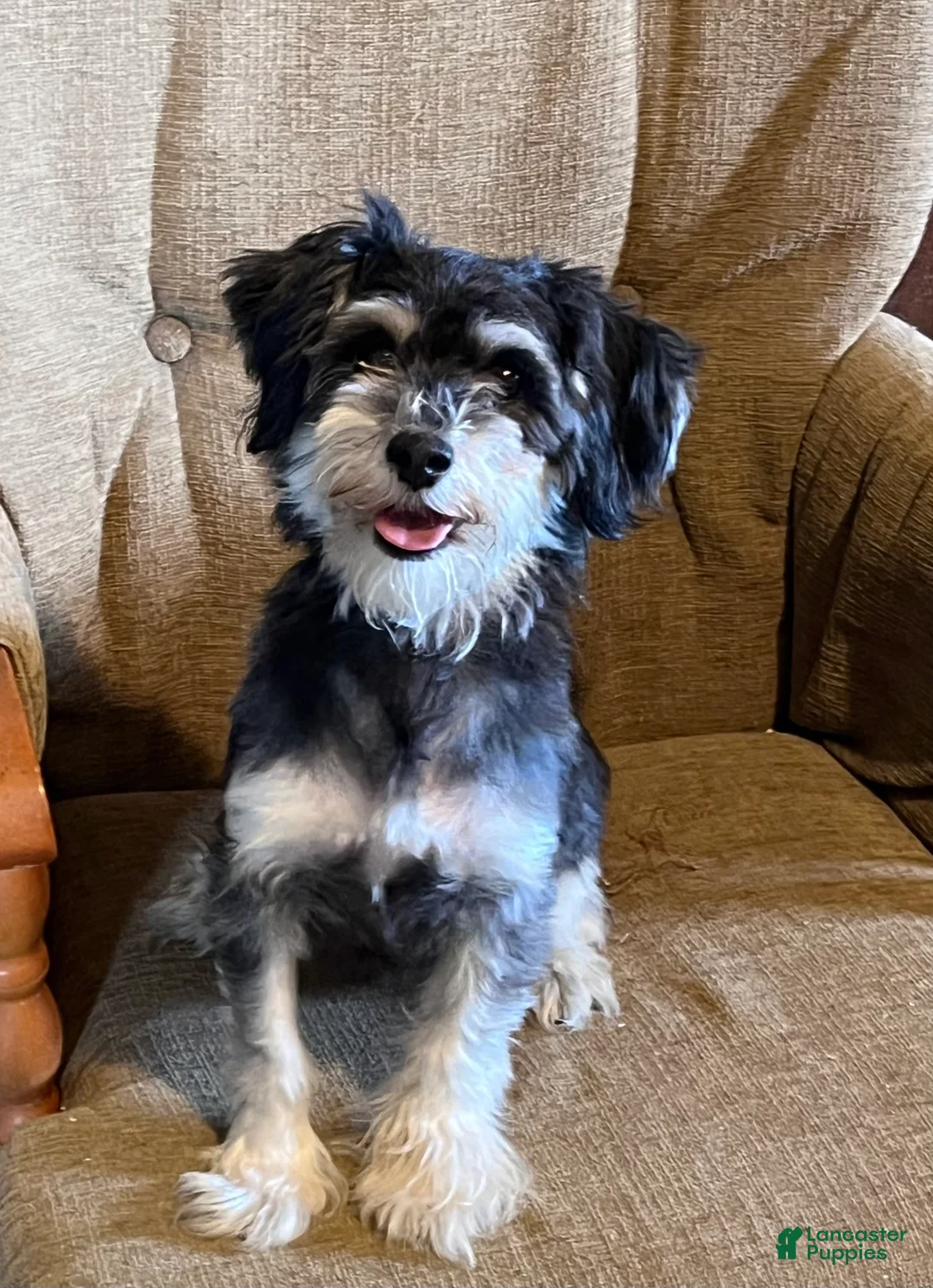 Havanese dogs for sale: Dollie - Ad 8