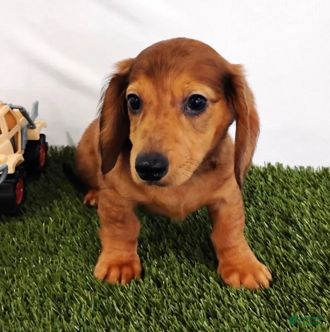 Miniature Dachshund dogs for sale: Peanut - Ad 3