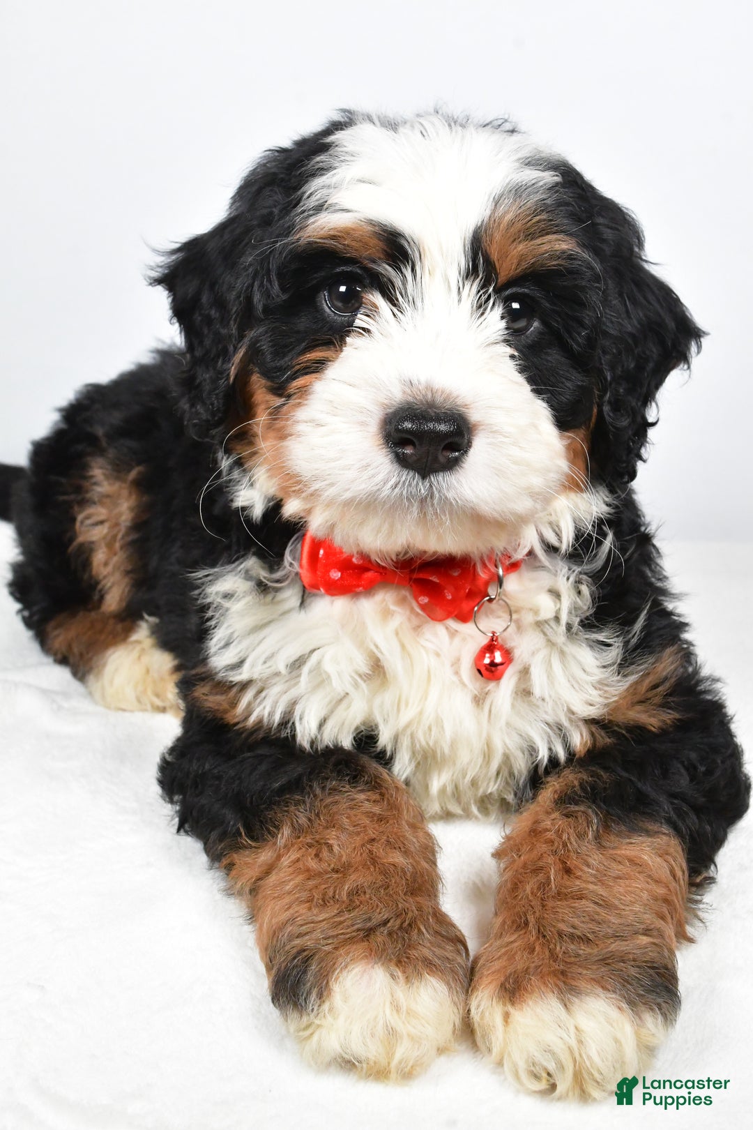 Mixed Breed dogs for sale: Cole - Ad 4