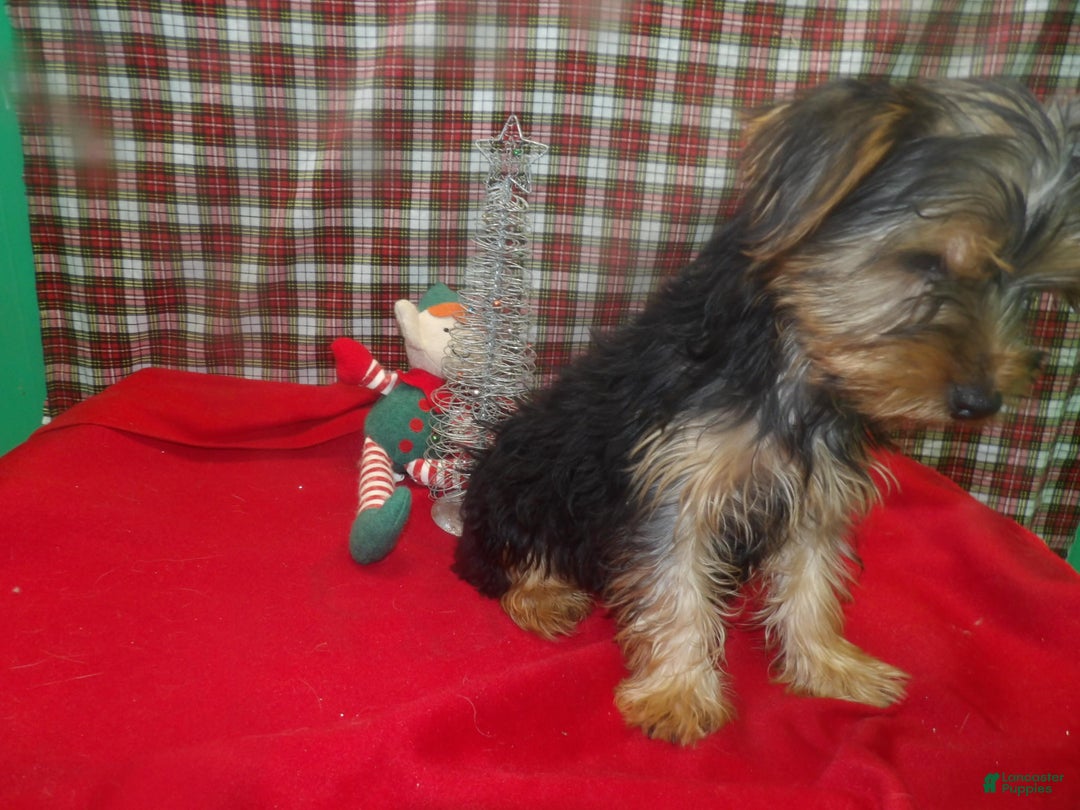 Yorkshire Terrier dogs for sale: Charlie - Ad 5