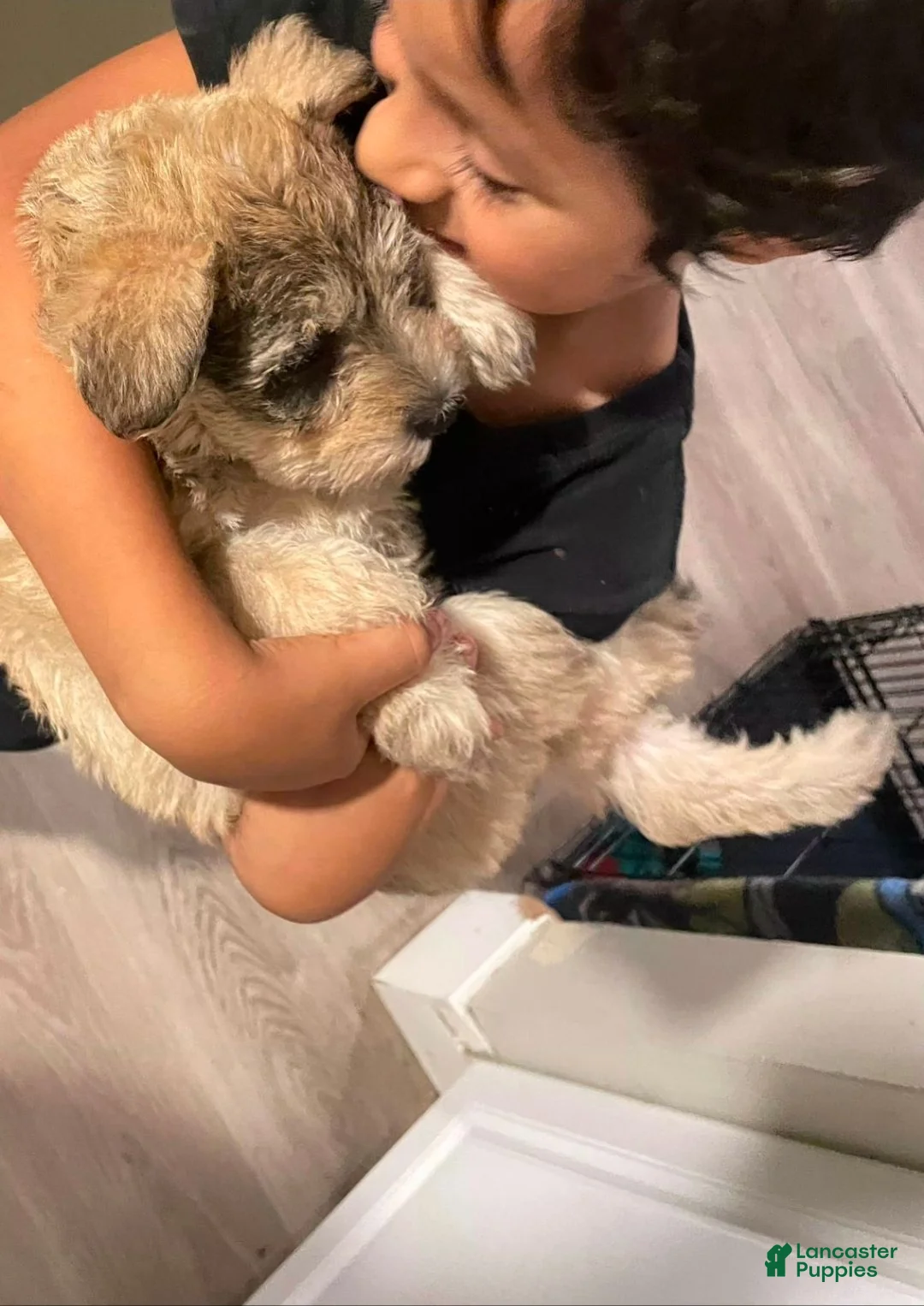 Miniature Schnauzer dogs for sale: Miniature Schnauzer 3 - Ad 3