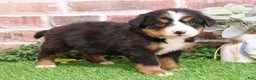 Bernese Mountain Dog dogs for sale: Snowflake  - Ad 2