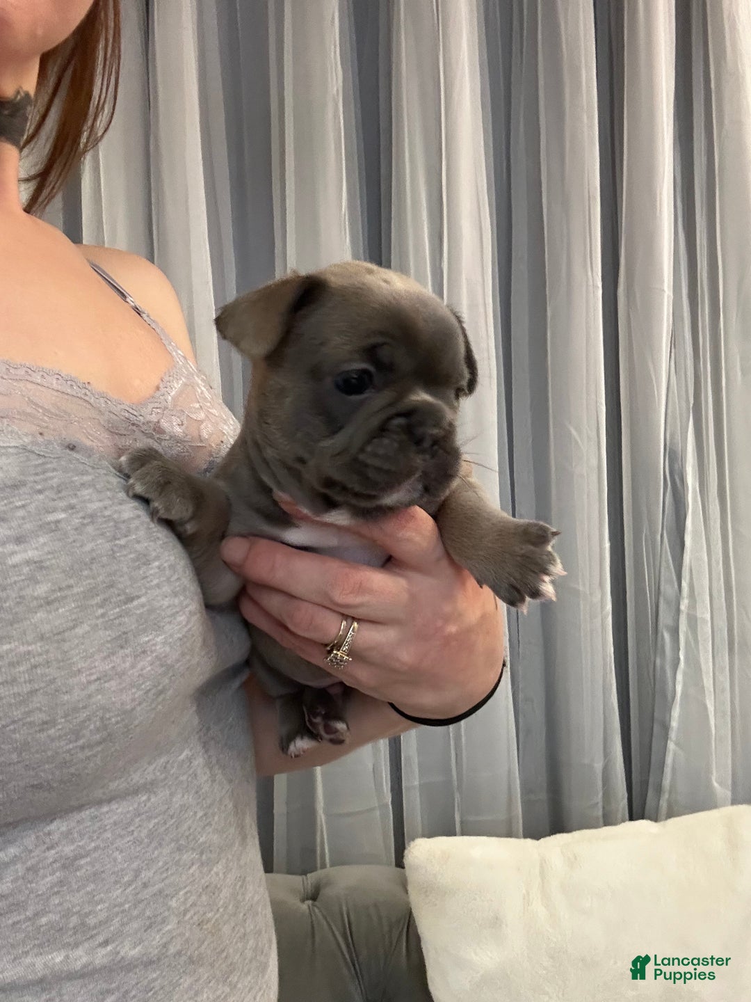 French Bulldog dogs for sale: Georgio - Ad 6