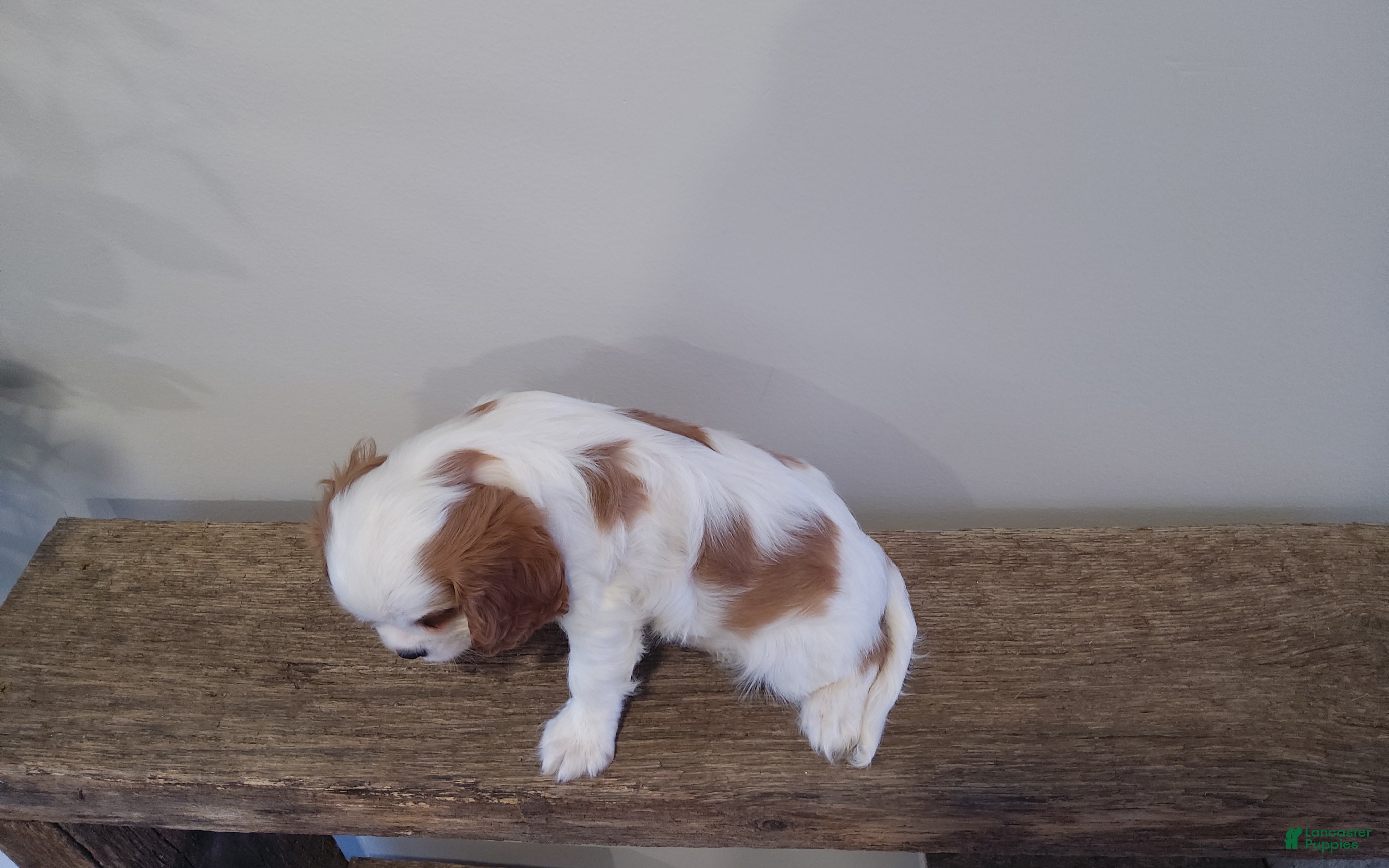 Cavalier King Charles Spaniel dogs for sale: Cavalier King Charles Spaniel Puppy 1 - Ad 1