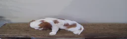 Cavalier King Charles Spaniel dogs for sale: Cavalier King Charles Spaniel Puppy 1 - Ad 1