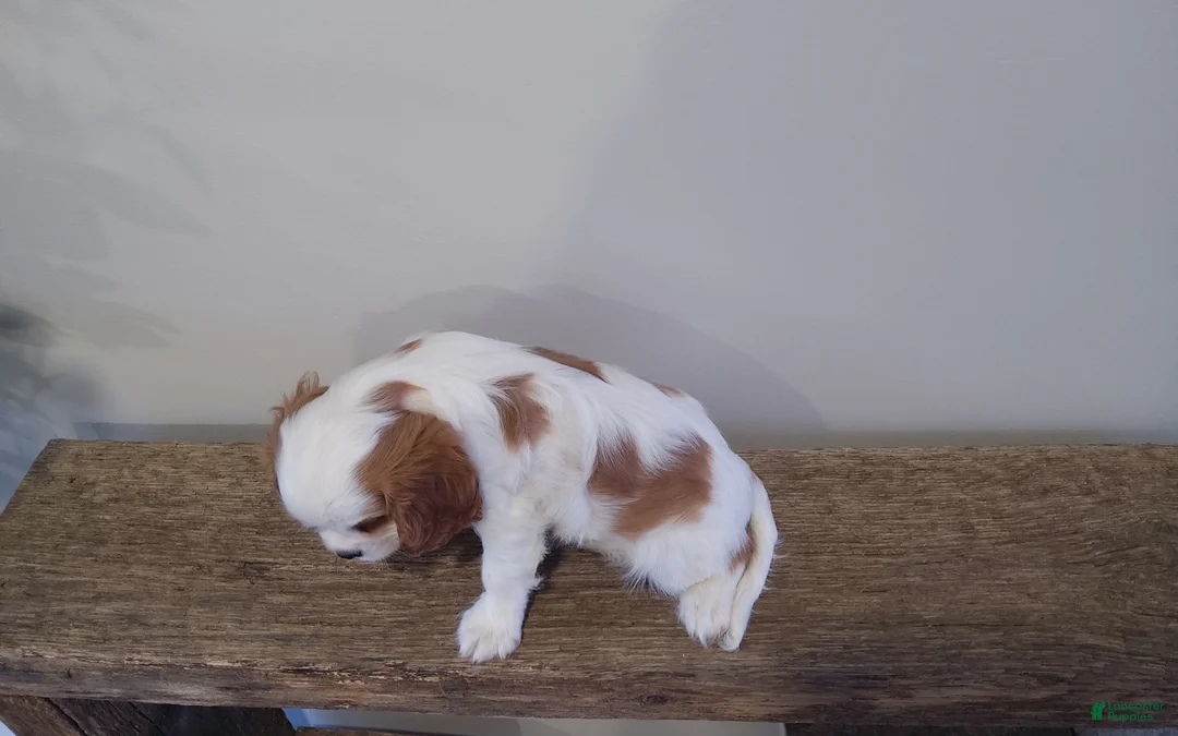 Cavalier King Charles Spaniel dogs for sale: Cavalier King Charles Spaniel Puppy 1 - Ad 1