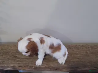 Cavalier King Charles Spaniel dogs for sale: Cavalier King Charles Spaniel Puppy 1 - Ad 1