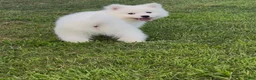 Samoyed dogs for sale: Nimbus  - Ad 5