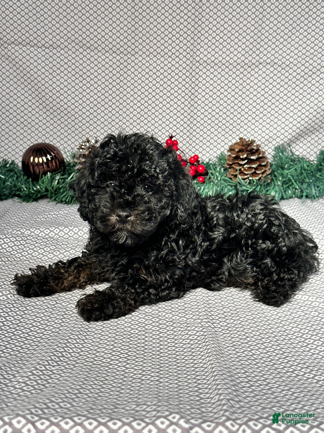 Miniature Poodle dogs for sale: Kevin - Ad 4