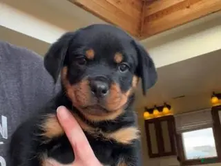 Rottweiler dogs Rottweiler Puppy 2 - Ad 2